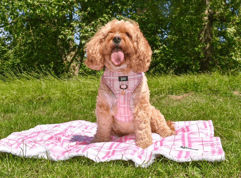 Oxford Blush Sherpa Blanket